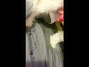 Submissive woman and her dog