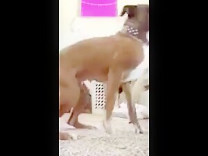 Dog licking a woman's private area